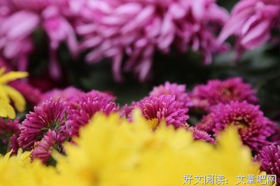 最新的菖蒲的名言名句