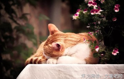 萧伯纳名句欣赏