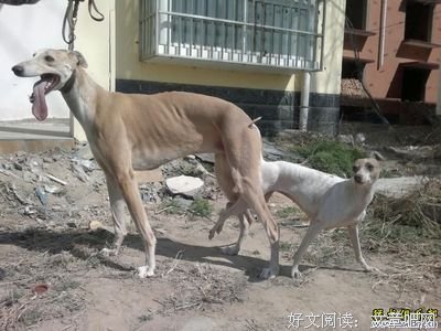那个强奸犯的儿子，终于杀了他爸
