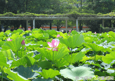 《夏》的句子