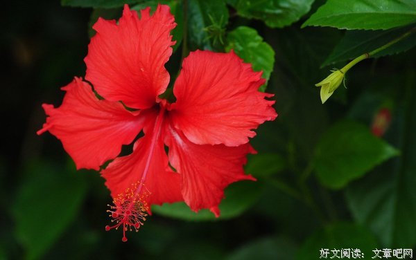 最新的《扶桑》小说摘抄大全