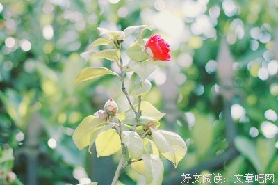 最新的《牺牲》经典语句