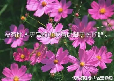最经典的《繁枝》经典语录