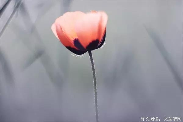 漫步红尘，且听风吟