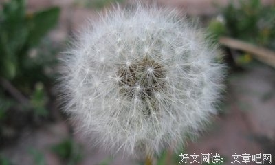 关于鹿满川名言