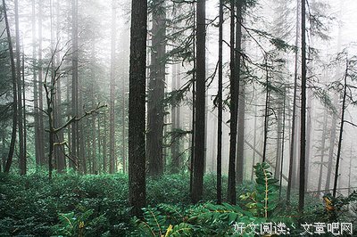九鹭非香名言