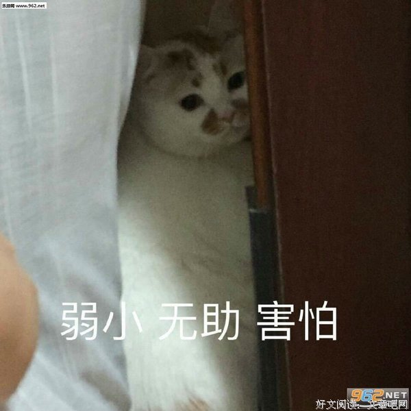 《我是猫》好段摘抄大全