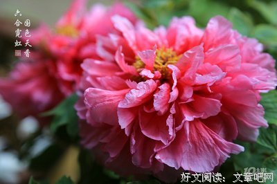 最经典的《牡丹亭》佳句摘抄