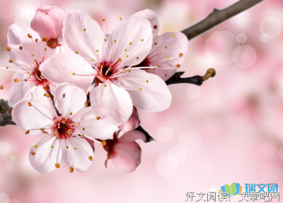 最经典的《蝶恋花》经典语句大全