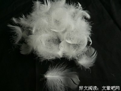 白鹅的句子
