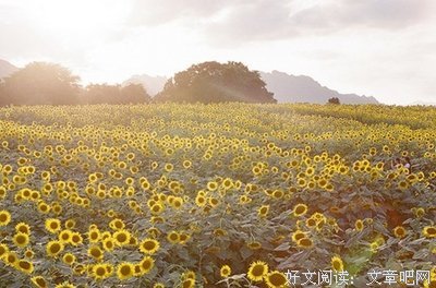 关于爱的优美句子