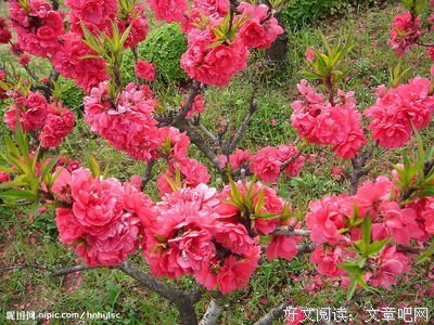 《世有桃花》经典语句