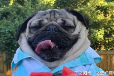 最新的流浪的蛤蟆15句经典名言