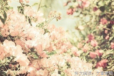 最新的《梦落芳华》小说句子大全