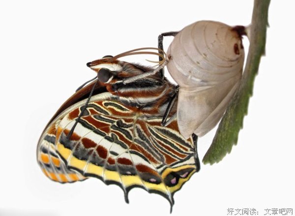 《破茧成蝶》经典名句