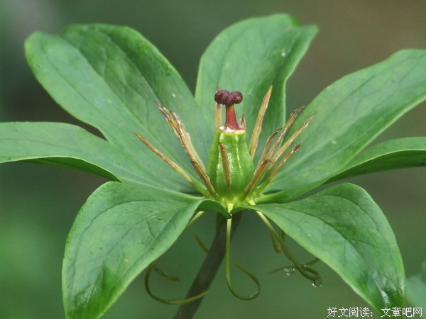 有关七叶一枝花姜姜的名言
