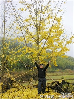 “采花”专业户的可怜下场