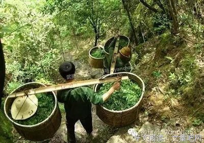 茶青禅名言名句