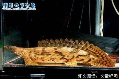 最新的《反派白化光环》好段摘抄