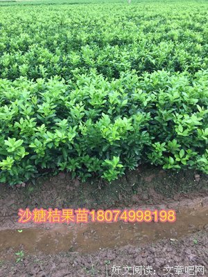 科特的句子