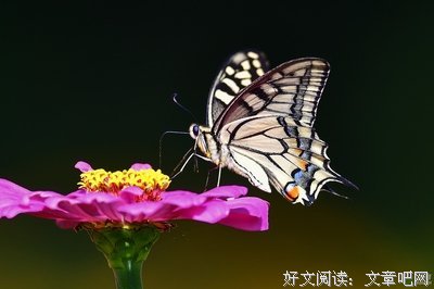 关于凤蝶的名言