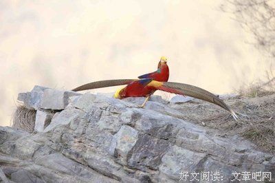 鸾倒凤的语句摘抄_关于鸾倒凤的语句