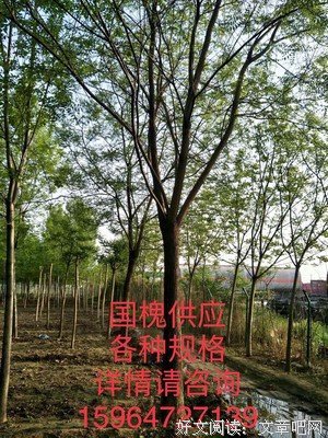 有关沙柏的句子