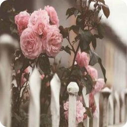 《总裁，我要离婚》佳句摘抄