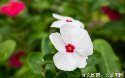 最经典的《让我们懂得残忍》好段摘抄