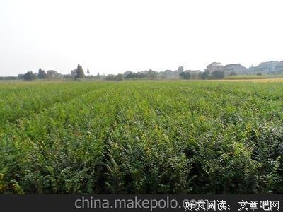 最全的朴树名言大全