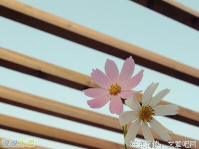 最经典的《我不愿让你一个人》经典句子大全