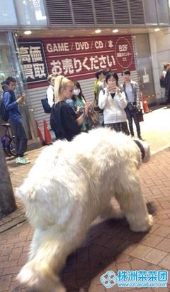 最新的《穿越网王之音飘零》小说书摘大全