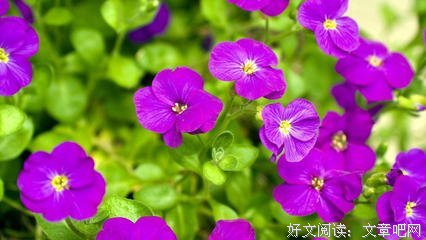随缘的句子