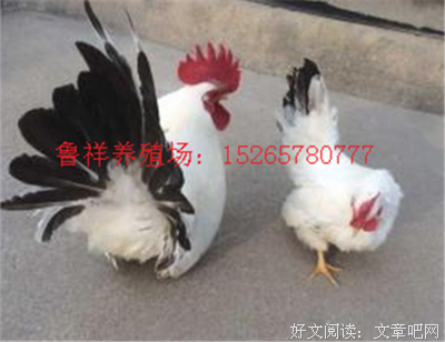 黑白色的句子