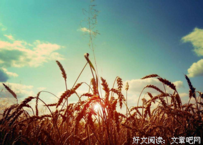 白茶经典句子