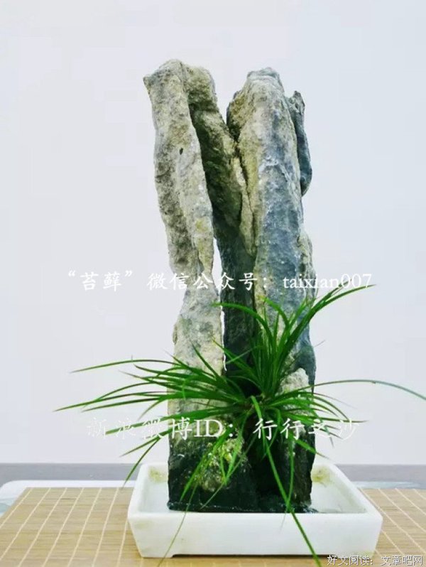 最全的菖蒲名言警句