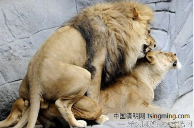 最全的《梦见狮子》经典语录大全