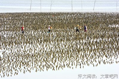 田者的句子