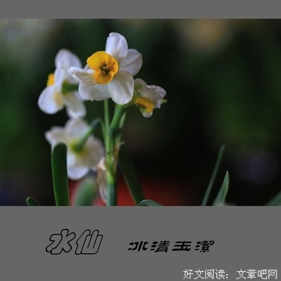最新的冰水仙名言