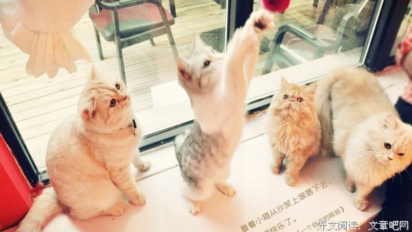 小猫的名句_关于小猫的名句
