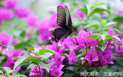 卷土重来的句子