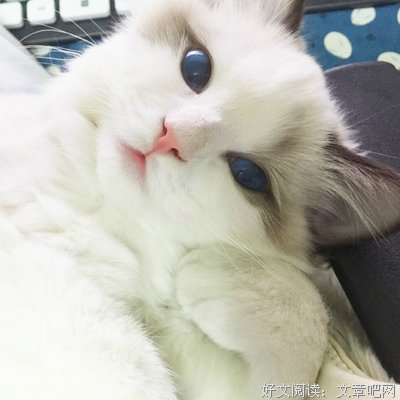 一剪寒梅