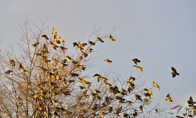 彼岸，落陌句子大全