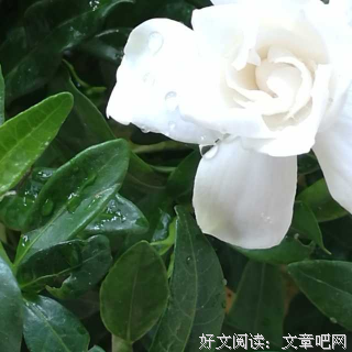 懂事的人，最委屈