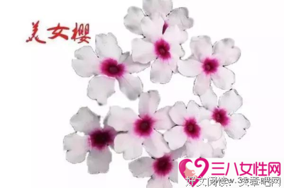 花开时间