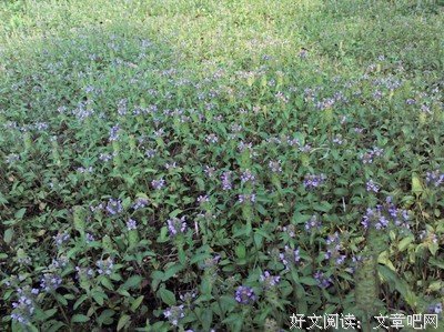 有关杂的句子
