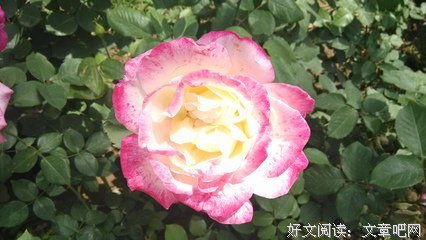 蔡小小的名句