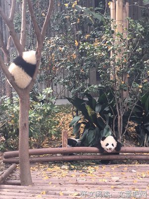 最新的沈熊猫的名言