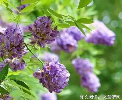 最新的《哀歌》小说摘抄大全