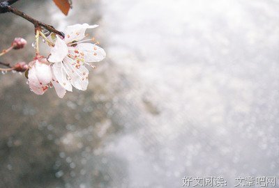 最经典的《繁枝》经典句子大全